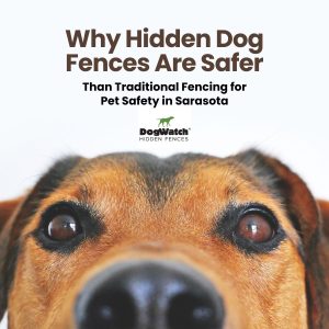 dog fence siesta key