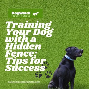 Local Dog Training Collars Bradenton Experts