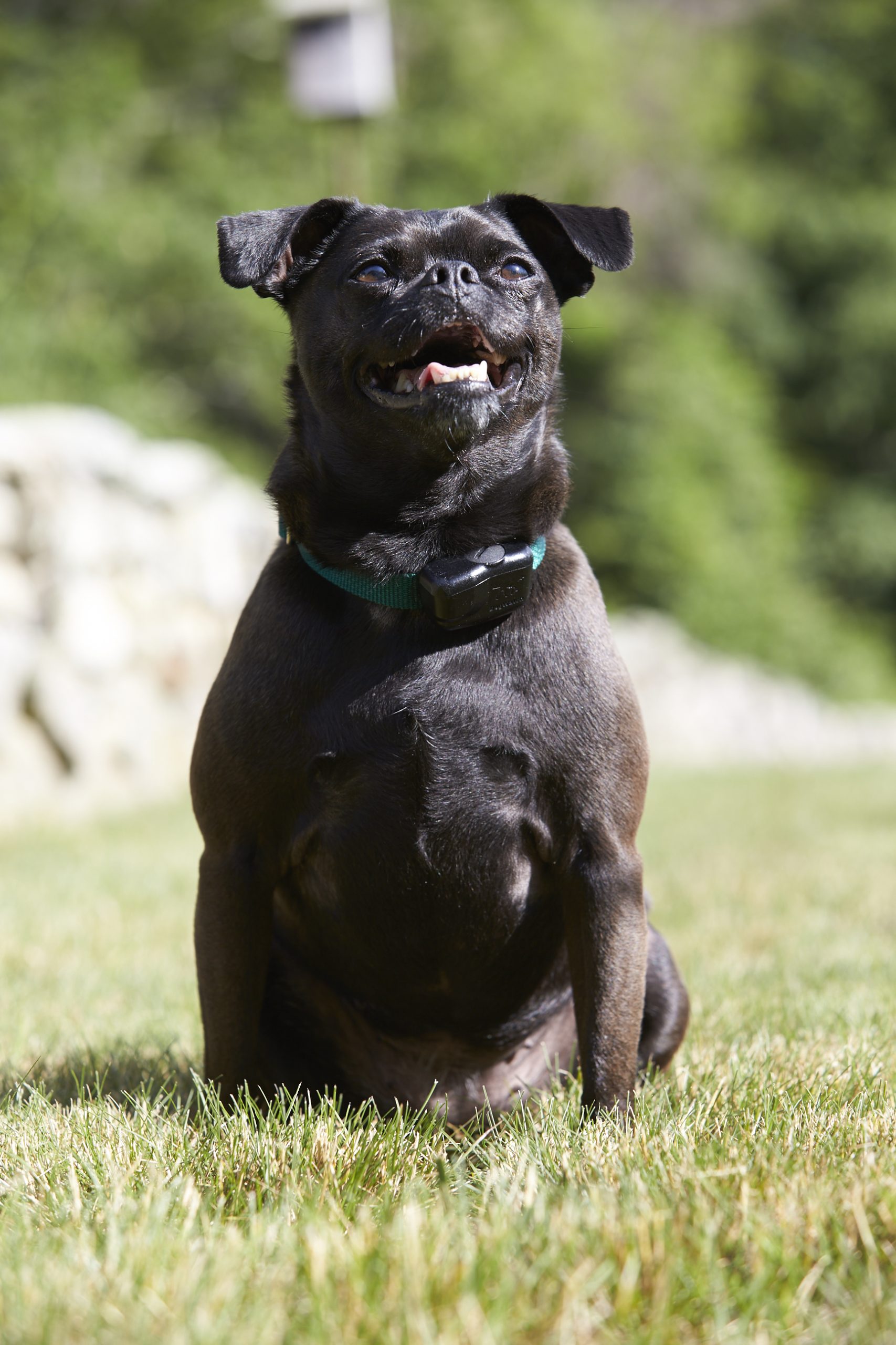 locally owned dog fencing bradenton