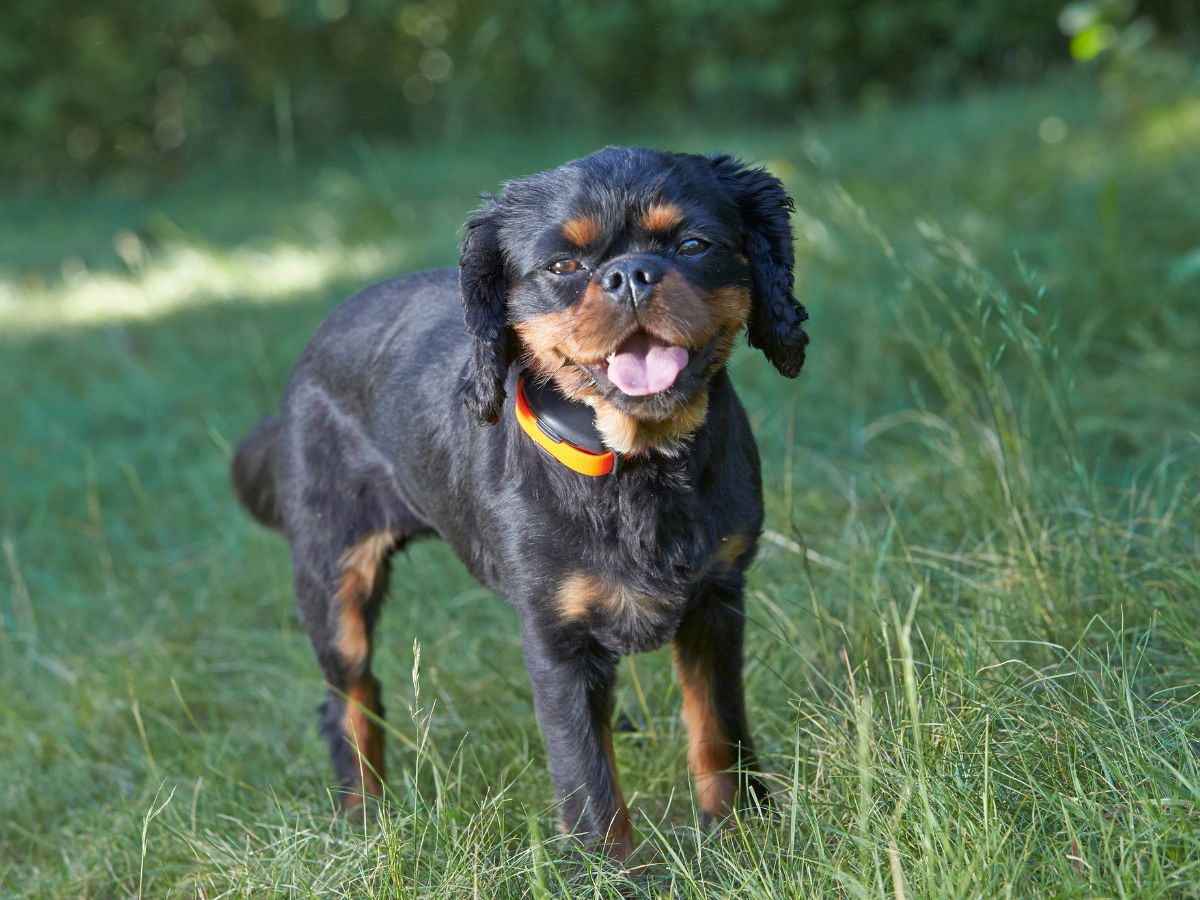 pet containment lakewood ranch