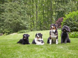 small yard dog fence solution bradenton