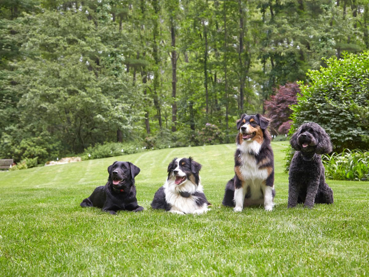 small yard dog fence solution bradenton