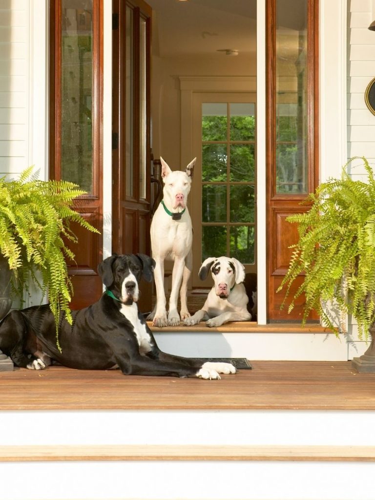 Three Great Danes wearing DogWatch collar receivers gathered at the front door of a home, demonstrating hidden dog fence containment for large breed dogs