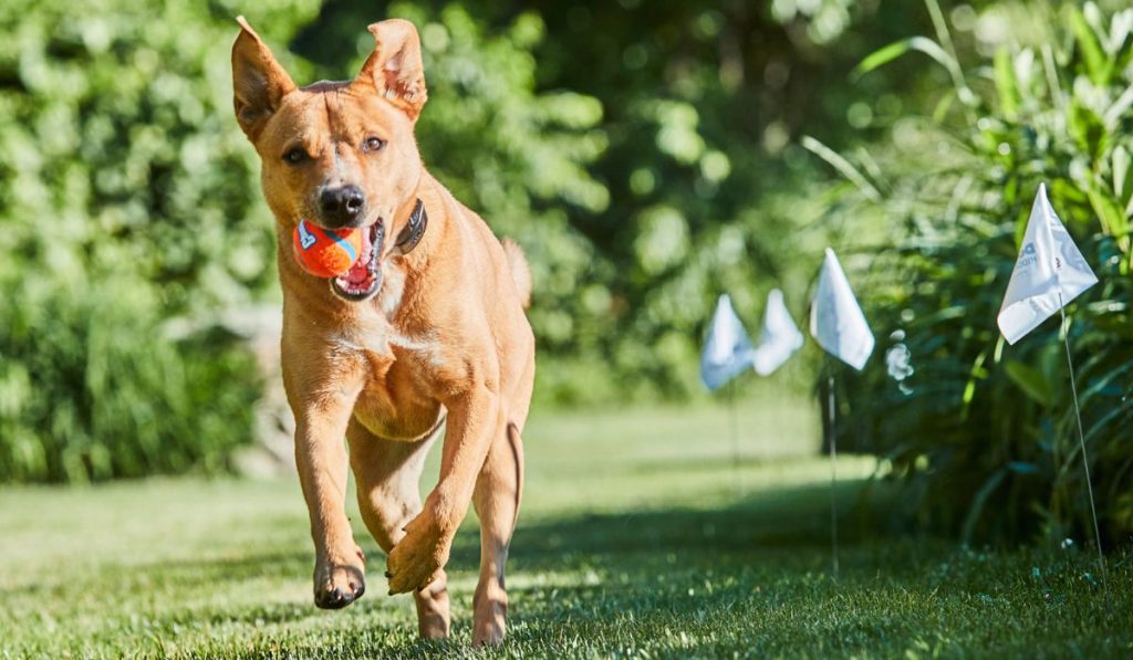Tan mixed-breed dog wearing a DogWatch collar receiver running through a green backyard with a ball in its mouth, with DogWatch boundary training flags visible along the yard edge