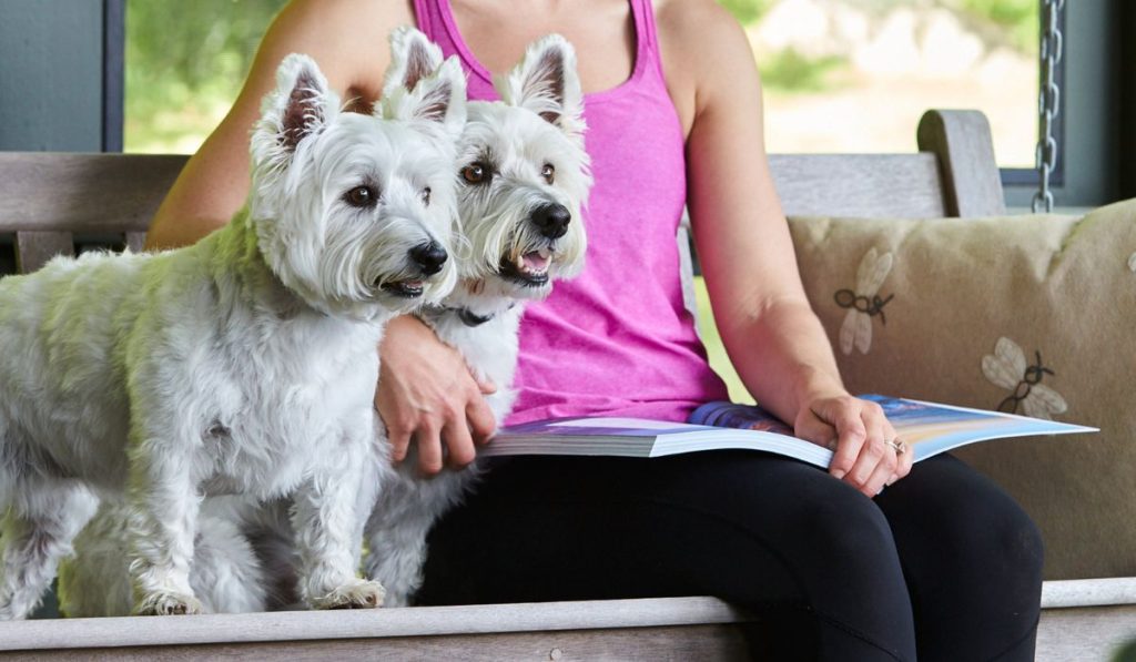 Tan mixed-breed dog wearing a DogWatch collar receiver resting in the grass beneath a hammock where an owner relaxes in a safely contained backyard