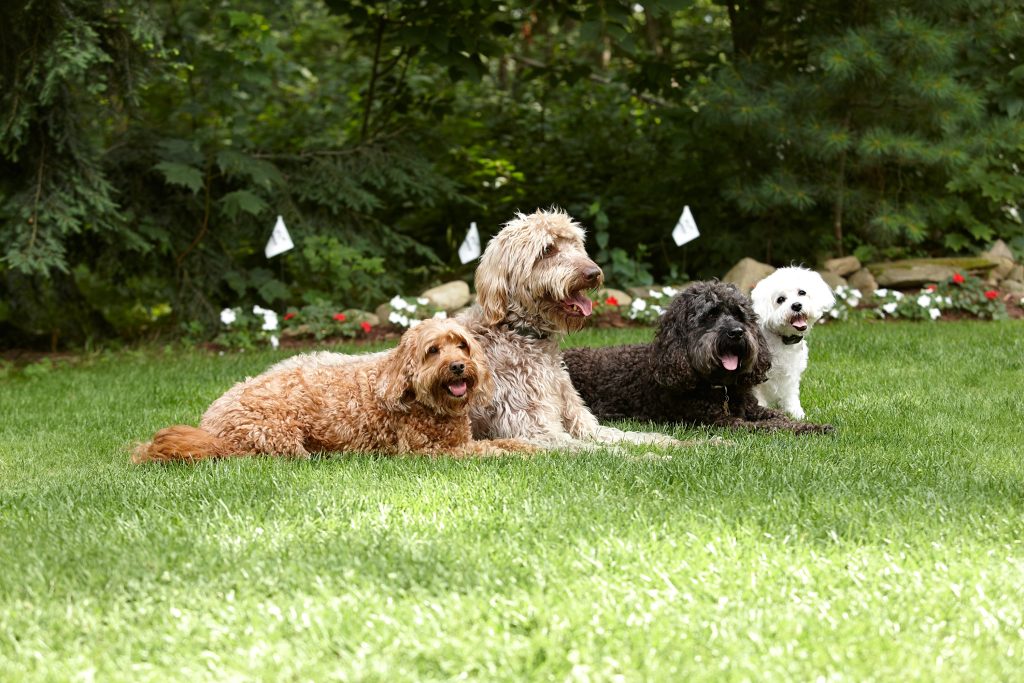 Four dogs of varying breeds and sizes resting together in a green backyard with DogWatch hidden dog fence training flags visible along the boundary line
